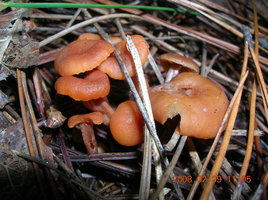 DSCN4356.JPG
