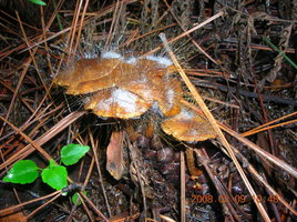 DSCN4350.JPG