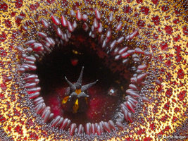 Huernia_barbata_3.jpg