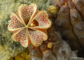 Pectinaria_articulata_01.jpg