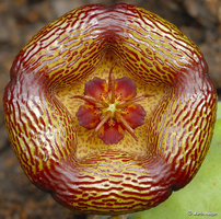 Stapelia_engleriana_02.jpg