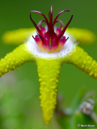 Stapelia_flavopurpurea_01.jpg