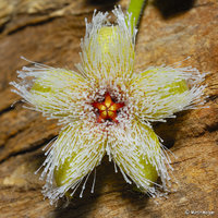 Stapelia_glanduliflora_5.jpg