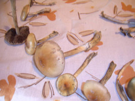 SUC40084.jpg