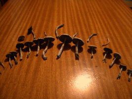 SUC40092.jpg