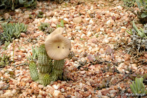 Hoodia_gordonii_1.jpg