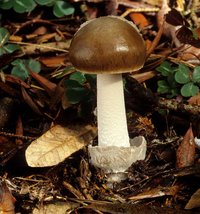 Amanita_constricta(mgw-01).jpg