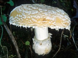 Amanita_gemmata(mgw-01).jpg