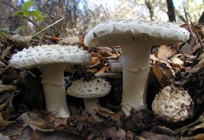 Amanita_magniverrucata(nw-01).jpg