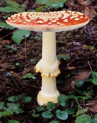 Amanita_muscaria(mgw-04).jpg