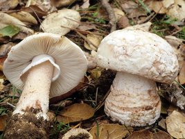 Amanita_novinupta(fs-01).jpg