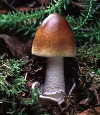 Amanita_pachycolea(tfl-s255-30).jpg