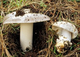 Amanita_protecta(fs-06).jpg