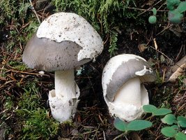 Amanita_vaginata(fs-01).jpg