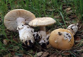 Amanita_velosa(mgw-03).jpg