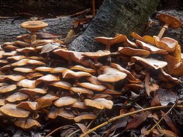 Armillaria_mellea(mgw-01).jpg