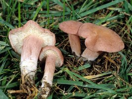 Calocybe_carnea(fs-01).jpg