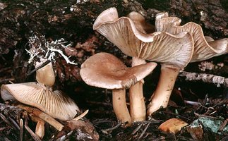 Clitocybe_albirhiza(mgw-02).jpg