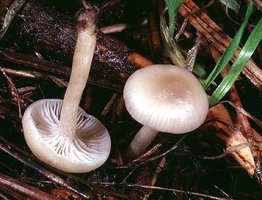 Clitocybe_deceptiva(mgw-01).jpg