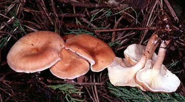 Clitocybe_inversa(mgw-01).jpg