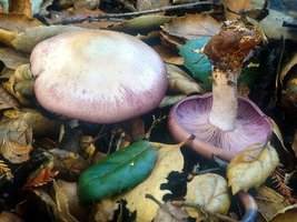 Clitocybe_nuda(mgw-01).jpg