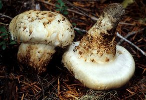 Tricholoma_magnivelare(mgw-01).jpg