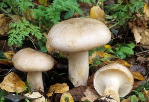 Clitocybe_nebularis(fs-01).jpg