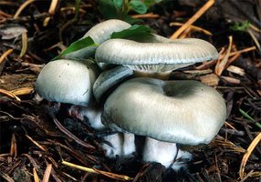 Clitocybe_odora(mgw-01).jpg