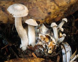 Clitocybe_sclerotoidea(mgw-01).jpg