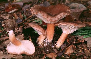 Clitocybe_squamulosa(mgw-01).jpg