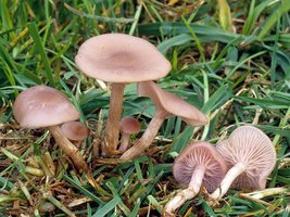 Clitocybe_tarda(fs-04).jpg