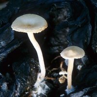 Collybia_cirrhata(mgw-01).jpg