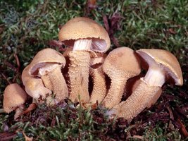 Cystoderma_fallax(fs-01).jpg