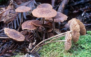 Gymnopus_villosipes(mgw-03).jpg