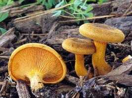 Hygrophoropsis_aurantiaca(fs-01).jpg