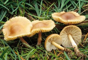 Marasmius_oreades(fs-04).jpg