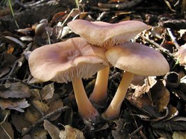 Rhodocollybia_butyracea(nw-01).jpg