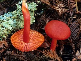 Hygrocybe_coccinea(mgw-04).jpg