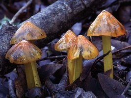 Hygrocybe_conica(tg-01).jpg