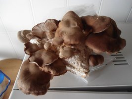 Produção caseira "low cost" de Pleurotus ostreatus