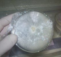 ganoderma01.jpg