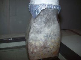 ganoderma02.jpg