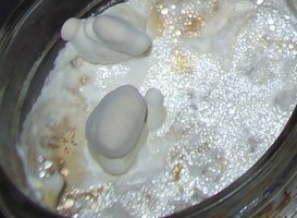 ganoderma03.jpg