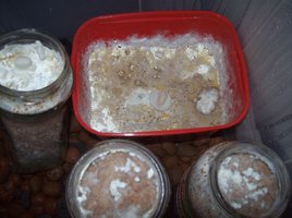ganoderma04.jpg