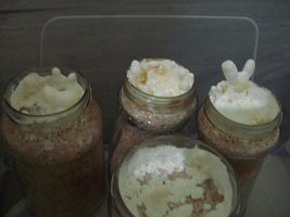ganoderma05.jpg