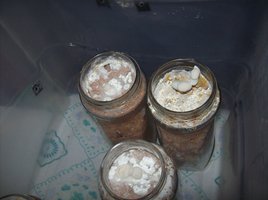 ganoderma08.jpg