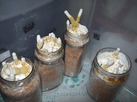 ganoderma09.jpg