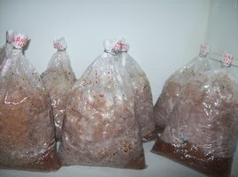 ganoderma10.jpg