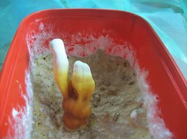 ganoderma11.jpg