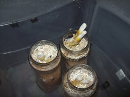 ganoderma13.jpg